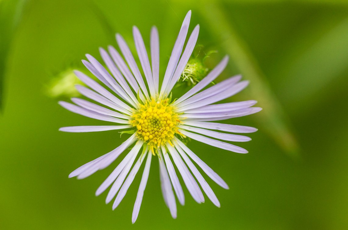 Conservation Status & Challenges for Bush Apple Species Require Urgent Action