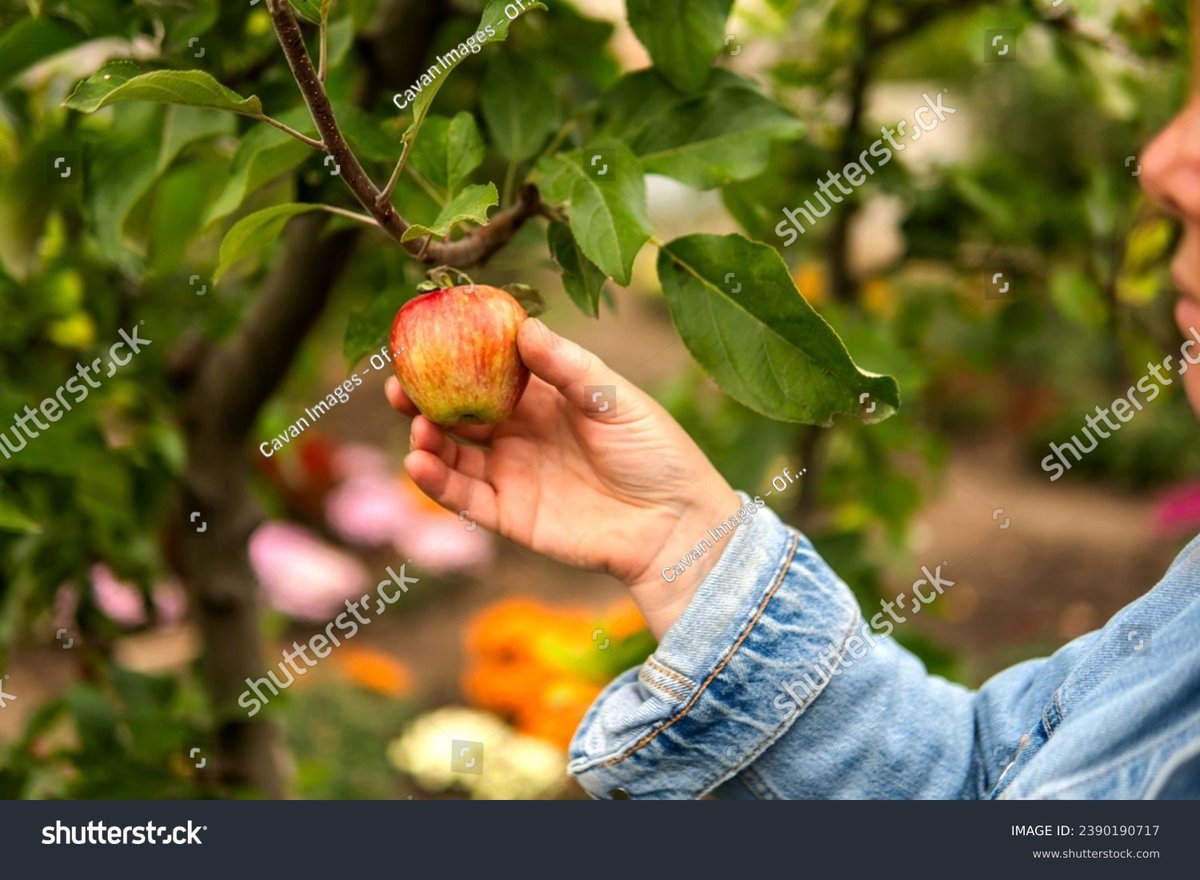 Foraging & Ethical Harvesting of Wild Bush Apples